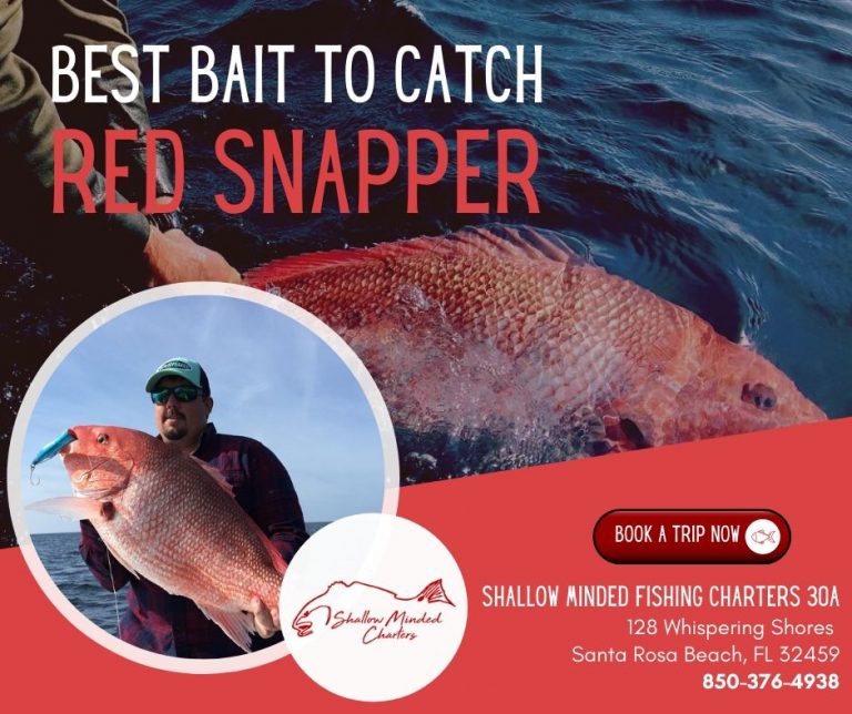 Best Bait To Catch Red Snapper Shallow Minded Fishing Charters