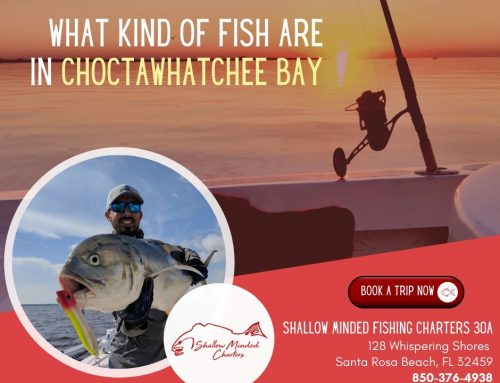 What Kind Of Fish Are In Choctawhatchee Bay